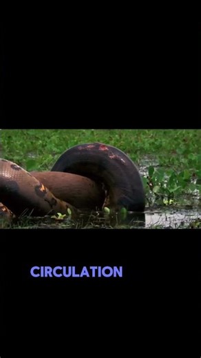 The snake that kills without venom.