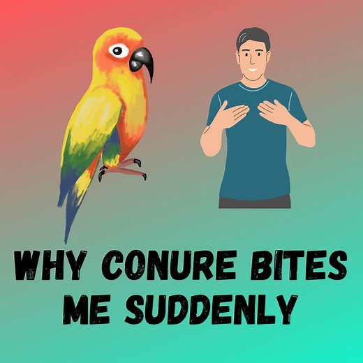 Why Is My Conure Biting Me All Of A Sudden? [4 Tricks To Stop It]