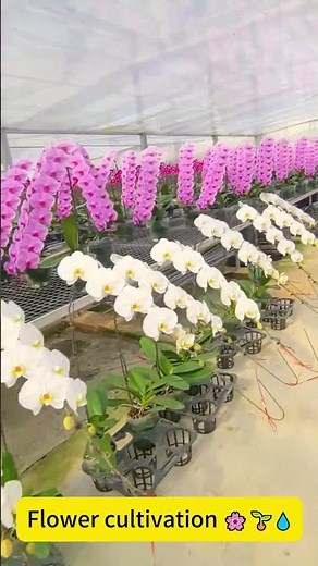 Flower cultivation 🌸🌱💧