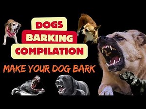 Dogs Barking Compilation - Will Make Your Dog Bark & React!