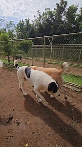 Dog-to-dog interaction is vital to your dog's overall well-being. | Supero Dog Farm