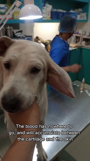 Understanding Ear Hematoma in Dogs: Causes and Treatment