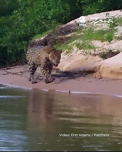 🐾 #DíaInternacionalDelJaguar | El jaguar es el felino más grande de América. Mira el asombroso video de este animal en Pantanal (Brasil). 🌟 ▪️ Este felino se encuentra en la categoría de "casi amenazado" en Perú. Actualmente, lo podemos encontrar en los departamentos de Loreto, Ucayali, Madre de Dios, Puno, Cusco, San Martín, Junín y Pasco. Video: Erin Adams / Panthera #Jaguar #Felino #Sudamérica #Amazonía | Sociedad Peruana de Derecho Ambiental - SPDA