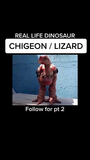 REAL LIFE DINOSAUR — #fy #fyp #foryou #VIRAL 🧬 DNA SCIENCE — 🦕 🐔 🦎 — FOLLOW FOR PT 2