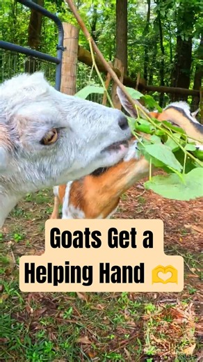 Happy Goats Get a Helping Hand 🌿🐐 | #goats #cutegoats #animalshorts