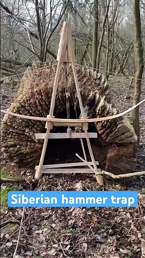 A Siberian hammer trap, triggered to show the mechanism in motion