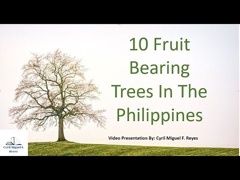 10 Fruit Bearing Trees In The Philippines