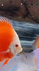 20K views · 500 reactions | Discus things ❤️ #discus #discustank #oliverknott #aquascape #aquarium #aquascaping #aquariumhobby #aquariumtank #aquariums #akvaryum #aquariumfish #tropicalfish #aquatic #aquaticlife #fishtank #fishkeeping #freshwaterfish #freshwater #aquaticplants #natureaquarium | Oliver Knott | Facebook