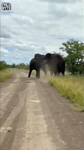 Elephants Fighting | Savanna Africa | #elephants #amirkhanvoice