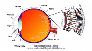 16 The Visual Pathway（视觉通路）