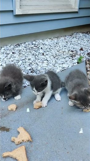 Adorable kittens eating bread 🐾 Playful Kitty’s Cutest Moment Ever🐾
