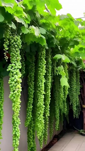 Fruit-myanmar သည် TikTok ပေါ်တွင် ရှိသည်