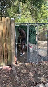 531K views · 7.2K reactions | Raising chickens is the gate way to homesteading #raisingchickens #homestead #fresheggs | ReubenGeimah | Facebook