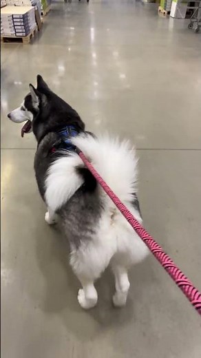 HUSKY POOPS INSIDE A STORE!!! #shorts