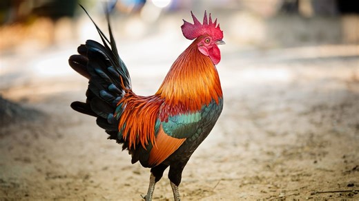 How Long Do Roosters Live?