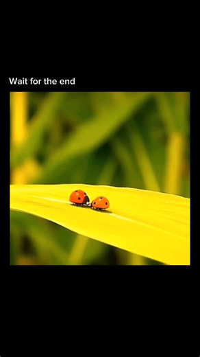 Film Radius | Minuscule (2013), is a charming animated adventure following a tiny lost ladybug who gets caught up in a picnic heist and teams up with a... | Instagram