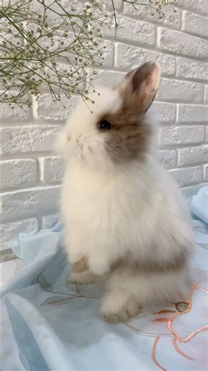 Cutest and fluffiest bunny ever 😍🥹