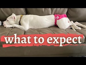 FEMALE DOG IN HEAT || What To Expect When Your Female Dog Is In Heat
