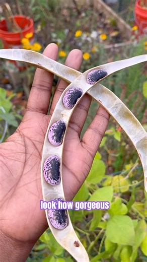 Scarlet Runners are my favorite beans to grow in my vegetable garden #gardening #vegetablegarden ￼