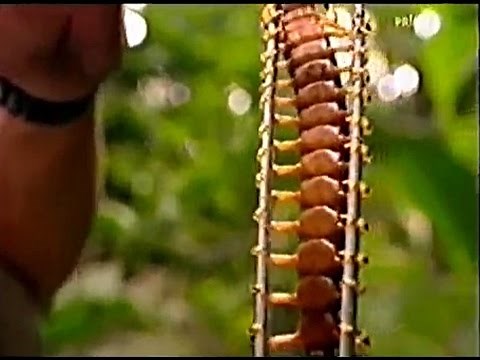 Giant Centipede & Goliath bird eating spider