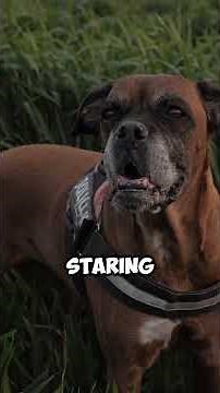 How Dangerous Can a Boxer Be When Provoked