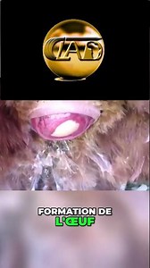 3 particularités de l'appareil reproducteur de la poule