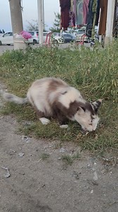 Kucing cantik kaler rare macam ni pun orang buang.. 😌😌😌 | Dunia Kucing Malaysia