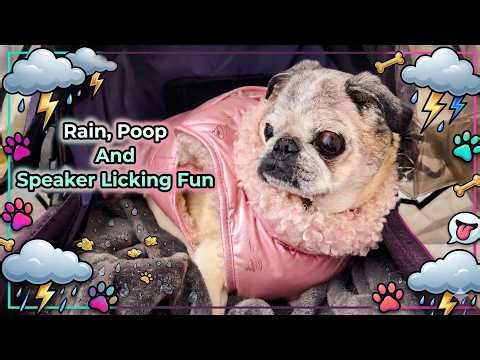 Rain, Poop and Speaker Licking Fun