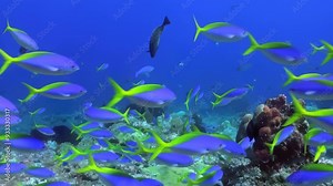 The underwater landscape boasts a remarkable coral reef inhabited by blue and yellow fish in crystalclear ocean waters, displaying the colorful beauty rich biodiversity of a vibrant marine ecosystem