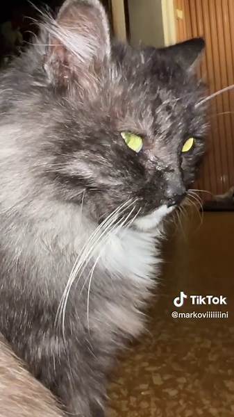 Fluffy Grey Cat in a Cozy Indoor Setting