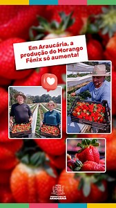 Em Araucária, o morango Fênix, mais conhecido como morango gourmet, está sendo um sucesso! Maior, mais doce e com aroma intenso, essa variedade promete revolucionar a agricultura local. Graças ao apoio da Prefeitura, os produtores locais estão colhendo frutos promissores dessa nova variedade. Essa ação não só fortalece a economia local, mas também oferece à população um produto de alta qualidade. Para saber onde comprar e mais detalhes sobre essa nova variedade, acesse o link: https://araucaria.