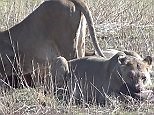 Lions hunt pregnant wildebeest before feasting on the baby