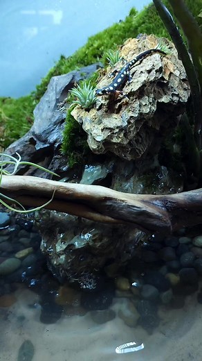 Neurergus crocatus Newts enjoying their new setup! #Neurerguscrocatus #newtrend #sendnewts #animalhouse #plantsmakepeoplehappy #waterfall #exoterra | Animal House Pets & Supplies