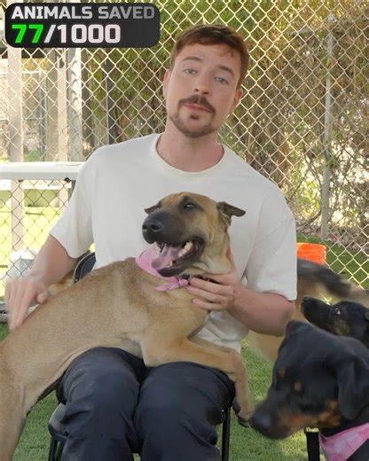 I Saved 1,000 Animals From Dying | MrBeast