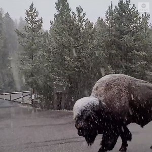 4.1M views · 294K reactions | "Wow, that's so amazing." A hiker spotted a bison taking a stroll down a road at Yellowstone National Park in Wyoming and called the encounter "one of the best moments of my life." https://abcn.ws/3u1mgwY | ABC News | Facebook