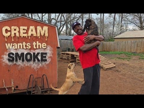 Aggressive Puppies Had To Be Separated