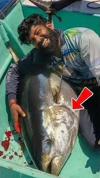 Insane Handline Fishing! Giant Bluefin Tuna Caught With Live Octopus Bait!