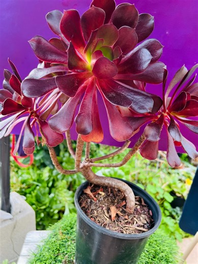 Aeonium Arboreum 'velour' Tree - Etsy