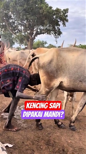 Alasan Mereka Keramas Pakai Air Kencing Sapi⁉️