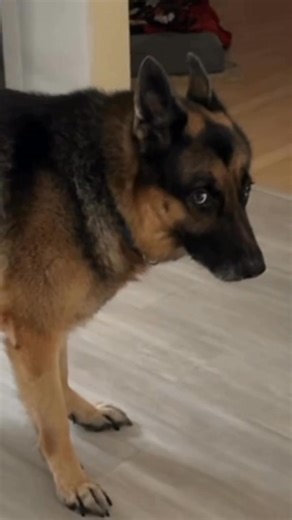 Cute and funny 🤣 | Lana Alexia