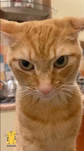 These Cat Reactions Just Keep Getting Better! 🤣 #shorts #funny #cats