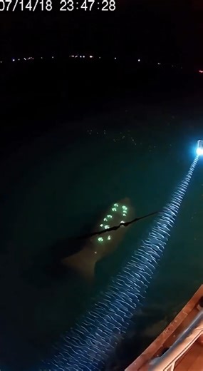 What Is That Glowing Creature?! (Under The Shark) 🦈 [RECOVERED_FILE] // Shark_INCIDENT
