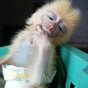 Hungry hungry.....Poor newborn monkey cry low sound hungry milk, Baby sucking milk by temper hungry | Vlog Monkey