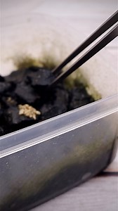 77K views · 450 reactions | Adding Springtails to the mini terrascape #springtails #terrarium #scape #terrascape | The Urban Nemophilist | Facebook