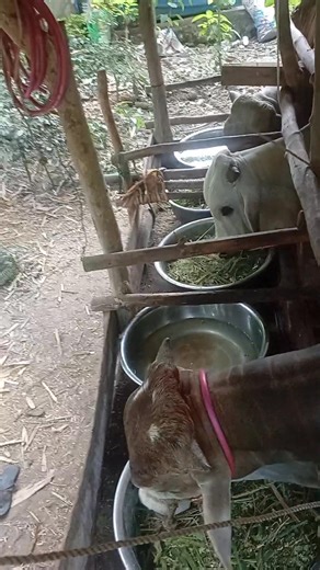 Kainan na🥰🐮 #genargueeyon #batoytoy | Genargue Eyon