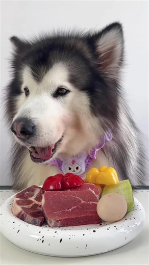 #dogeating #dog #cute #fyp #maltesedog #cutdog #asmr | dog eating videos