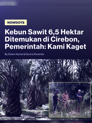Kemunculan kebun kelapa sawit seluas sekitar 6,5 hektare di Desa Cigobang, Kecamatan Pasaleman, Kabupaten Cirebon, mengejutkan Dinas Pertanian setempat. Wilayah yang selama ini dikenal sebagai kawasan hutan dan penyangga mata air itu dinilai tidak cocok untuk sawit, yang juga bukan komoditas unggulan daerah. Pemerintah daerah menegaskan belum mengetahui kronologi penanaman tersebut dan menyatakan untuk sementara tidak boleh ada aktivitas lanjutan, sembari menunggu inventarisasi ulang dan pendamp