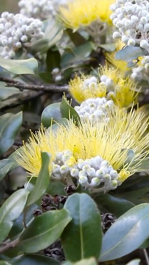 1.7K views · 19 reactions |  Did you know about the rare ʻōhiʻa...