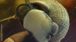 Captured underwater, video shows Pomacea canaliculata skillfully navigating freshwater environment. It uses sturdy operculum to safeguard itself against predators and adapt to environmental hazards in