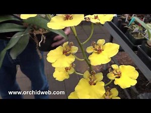 OrchidWeb - Oncidium ampliatum var. majus